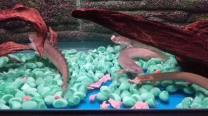 Полиптерус эндлихер