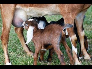 Выпойка козлят.