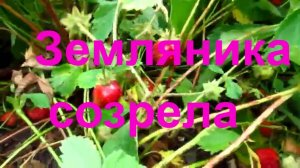 Земляника в огороде созрела ремонтантная