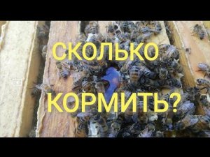 Сколько кормить пчёл, когда сокращать гнёзда.