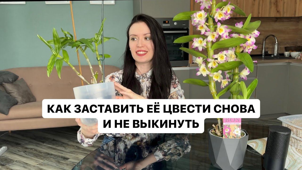 ОРХИДЕЯ ДЕНДРОБИУМ НОБИЛЕ- ГРУНТ, ПЕРЕСАДКА, УСЛОВИЯ СОДЕРЖАНИЯ