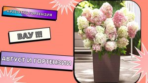 Обзор гортензий на балконе в августе