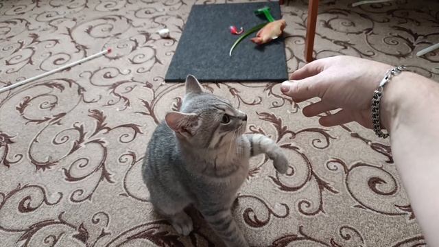 Злой кот
