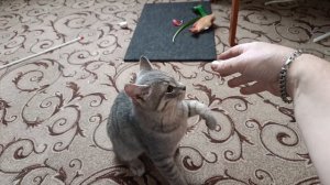 Злой кот