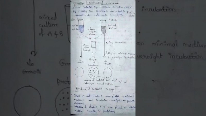 Genetic recombination ( Conjugation, Transformation, Transduction)