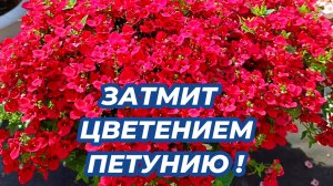 Что посадить ВМЕСТО ПЕТУНИИ и ЛОБЕЛИИ? Этот цветок затмит цветением петунию и лобелию!