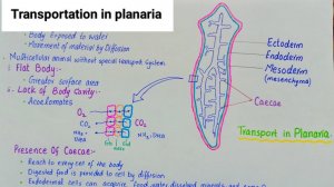 Transportation in planaria | planaria | transport in animals