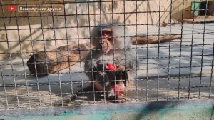 ТАЙГАН ПАРК ЛЬВОВ. ОЛЕГ ЗУБКОВ. В ГОСТЯХ У ГАМАДРИЛ ЛЮСЯ И СТЕПКА (2 ЧАСТЬ)