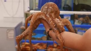 Корейская уличная еда - гигантский осьминог Сеул Корея морепродукты