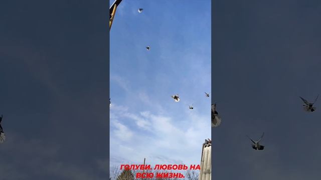 Голуби. Любовь на всю жизнь.