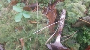 Рядовки серые настоящие, штриховатые. Грибы в лесу.