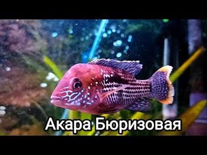 Акара Бирюзовая