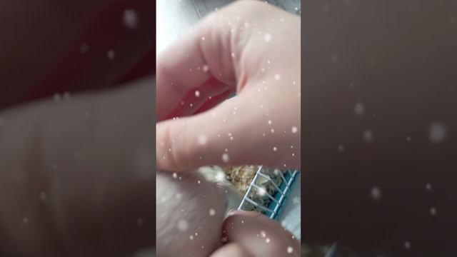 хими
