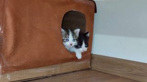 Мама-кошка, где ты ?  Иди к нам. Котята зовут маму.