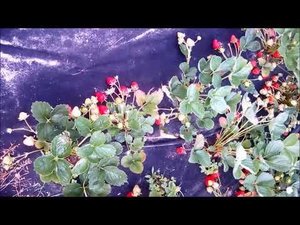 Ремонтантная клубника Кабрилло. Середина июня 2021