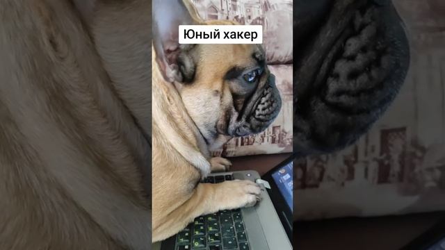 Юный хакер