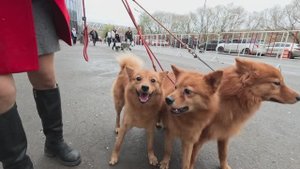 ЕВРАЗИЯ-2024: финский шпиц мстит судье! :: EURASIA DOGSHOW: Finnish Spitz takes revenge