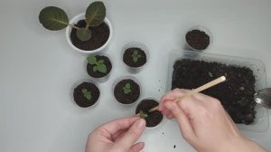 Выращивание ГЛОКСИНИИ из семян. Первая пикировка