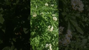 Картофель ЧАРОДЕЙ
