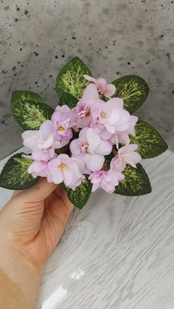 Фиалка Hand Picked