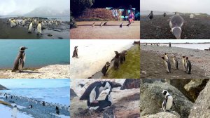 Penguins for Kids– English Paradise Kids (Fun & Educational Learning Videos)