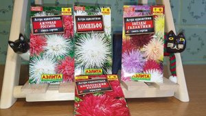 Как сеять астры под зиму? Какие сорта лучше сажать и борьба с фузариозом астры.