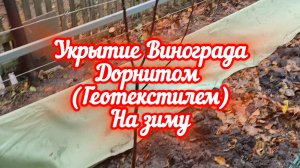 Укрытие винограда дорнитом (геотекстилем) на зиму. 24.11.24