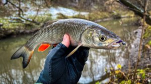 ОТКРЫТИЕ ЗИМНЕГО ГОЛАВЛЯ / РЫБАЛКА НА МИКРОДЖИГ