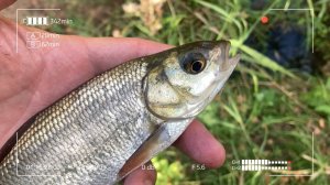 Ты всегда будешь с рыбой. Пробуй мормышинг!