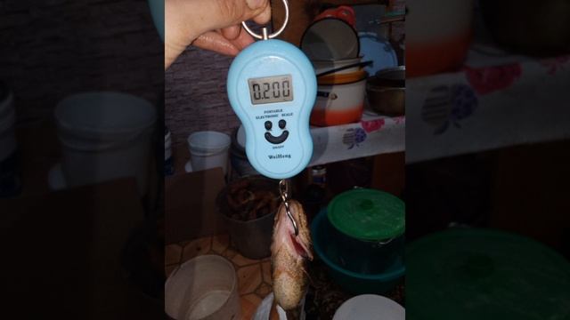 Первый лед 2024-2025🎣 Рыбачил на Старице на мормышку. Рыбачил на кусочки печени🎣