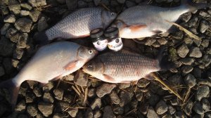 РЫБАЛКА на ЛЕЩА и КАРАСЯ. Ночной мороз и отличный клёв. Тест новых сигнализаторов.