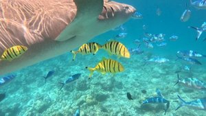 Встреча с акулами на Мальдивах