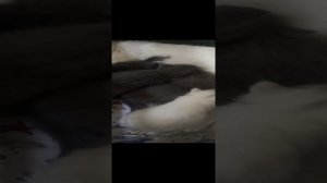 Драка смешная котят