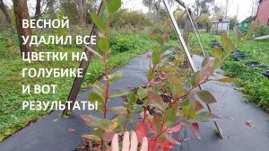 Весной УДАЛИЛ все цветки на ГОЛУБИКЕ садовой и вот какие результаты за сезон