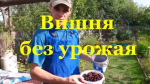 Вишня на своем огороде в засушливый год без урожая Палкино