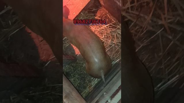 ПОРОСЯТА КАНТОР