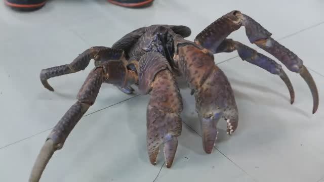 Японская уличная еда - гигантский кокосовый краб. Морепродукты Окинава, Япония смотреть онлайн