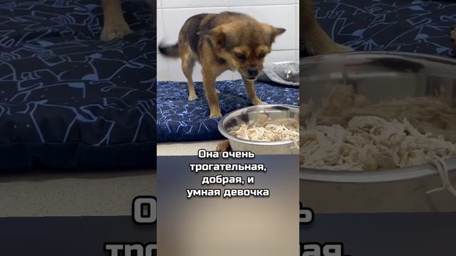 Чихуашку бросили погибать в Курском приграничье