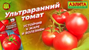 УЛЬТРАРАННИЙ РОЗОВЫЙ ТОМАТ.  Устойчив к летней жаре и болезням. Новинка 2025!