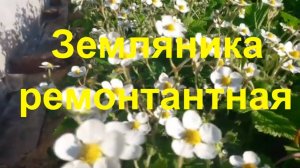 Земляника ремонтантная садовая с нашего огорода Палкино
