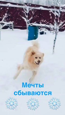 Мечты сбываются