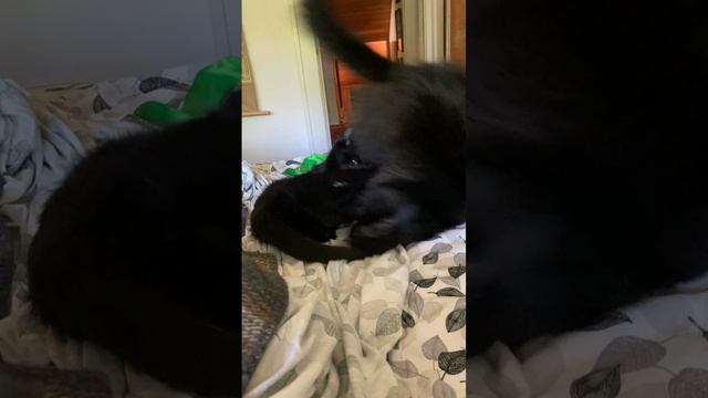 борьба котов