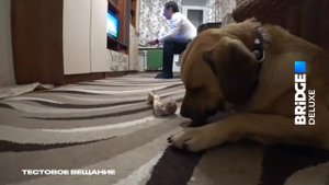 Фрагмент тестового вещания + Тест заставки (ИТК "Bridge Deluxe", 24.11.2024)