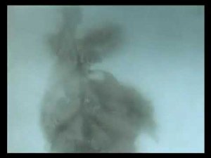 Ёжик в тумане. Если тебя нет, то и меня нет.....