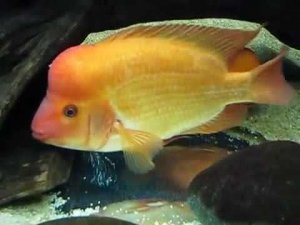 Цихлазома цитроновая или лимонная цихлазомаAmphilophus citrinellus