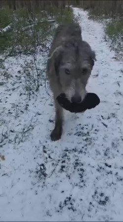 Руковичка 🧤 Ирландский Ром Из Волшебного Леса 🍀