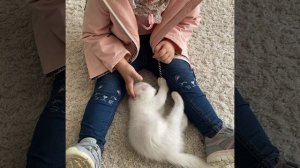 Эта мама наших котят когда была самой малышкой