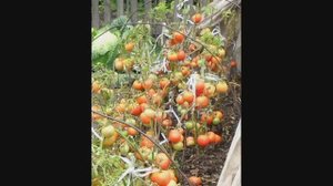 Безрассадные помидоры