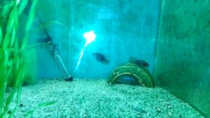 Laetacara curviceps -нерест