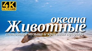 4К Животные океана | Животные и природа с успокаивающей, спокойной музыкой для медитации, сна